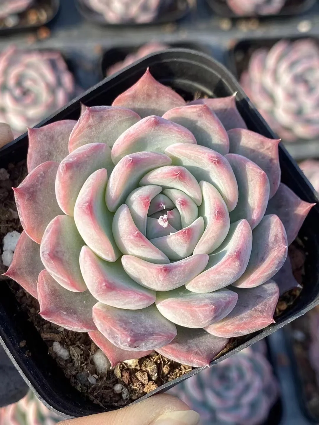 plant Aeonium Echeveria Haworthia  Caudex  Lithops Cactus  Agave 