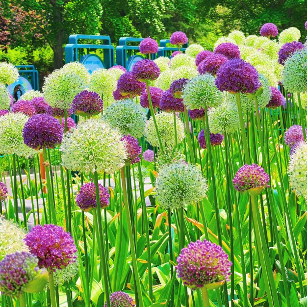 💜Giant Allium Bulbs&mdash;Flower Ball Diameter 20CM+