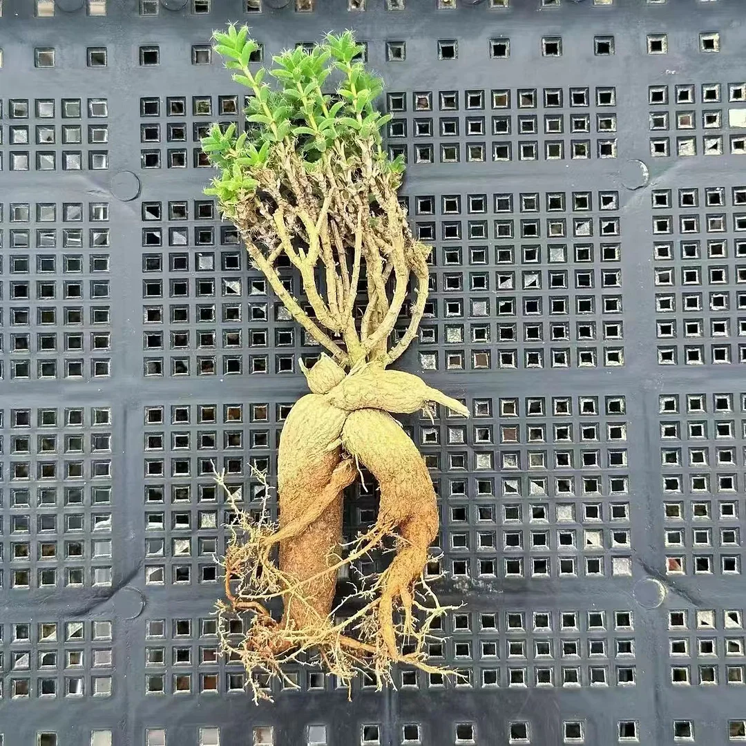 plant Aeonium Echeveria Haworthia  Caudex  Lithops Cactus  Agave 