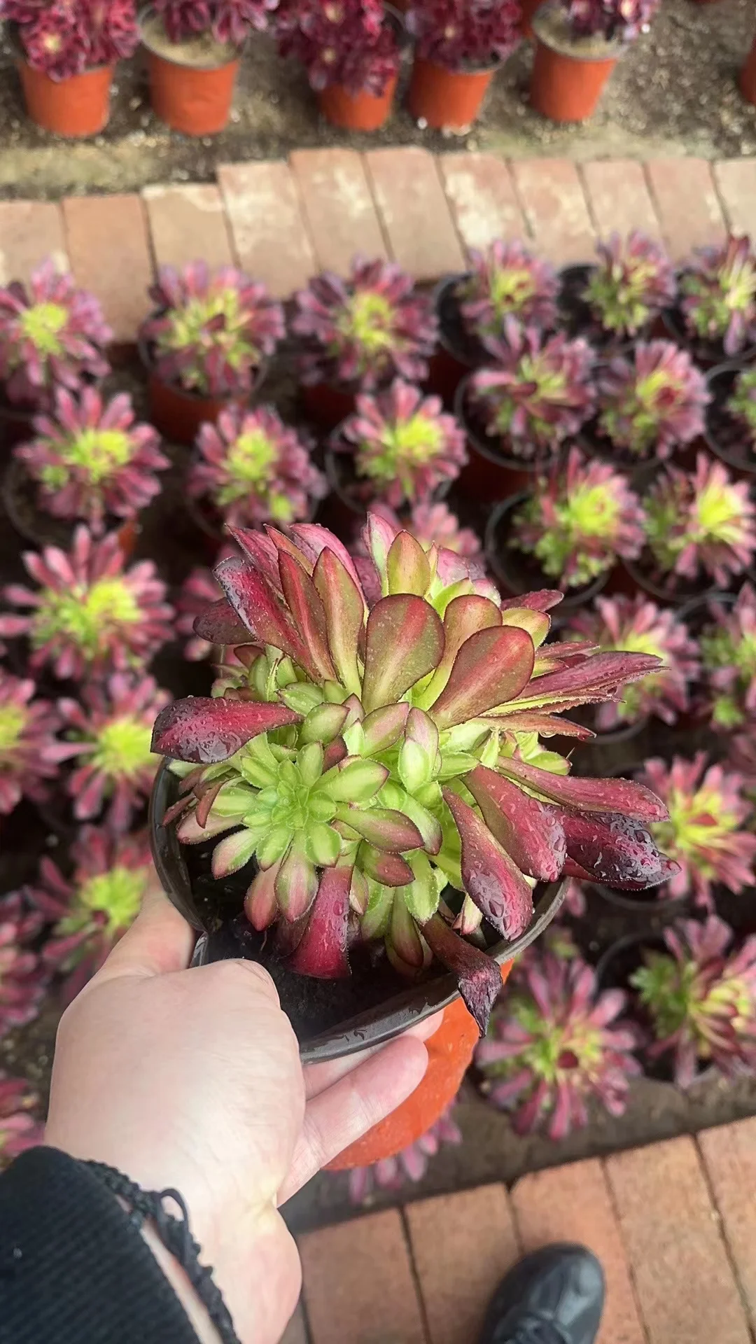 plant Aeonium Echeveria Haworthia  Caudex  Lithops Cactus  Agave 