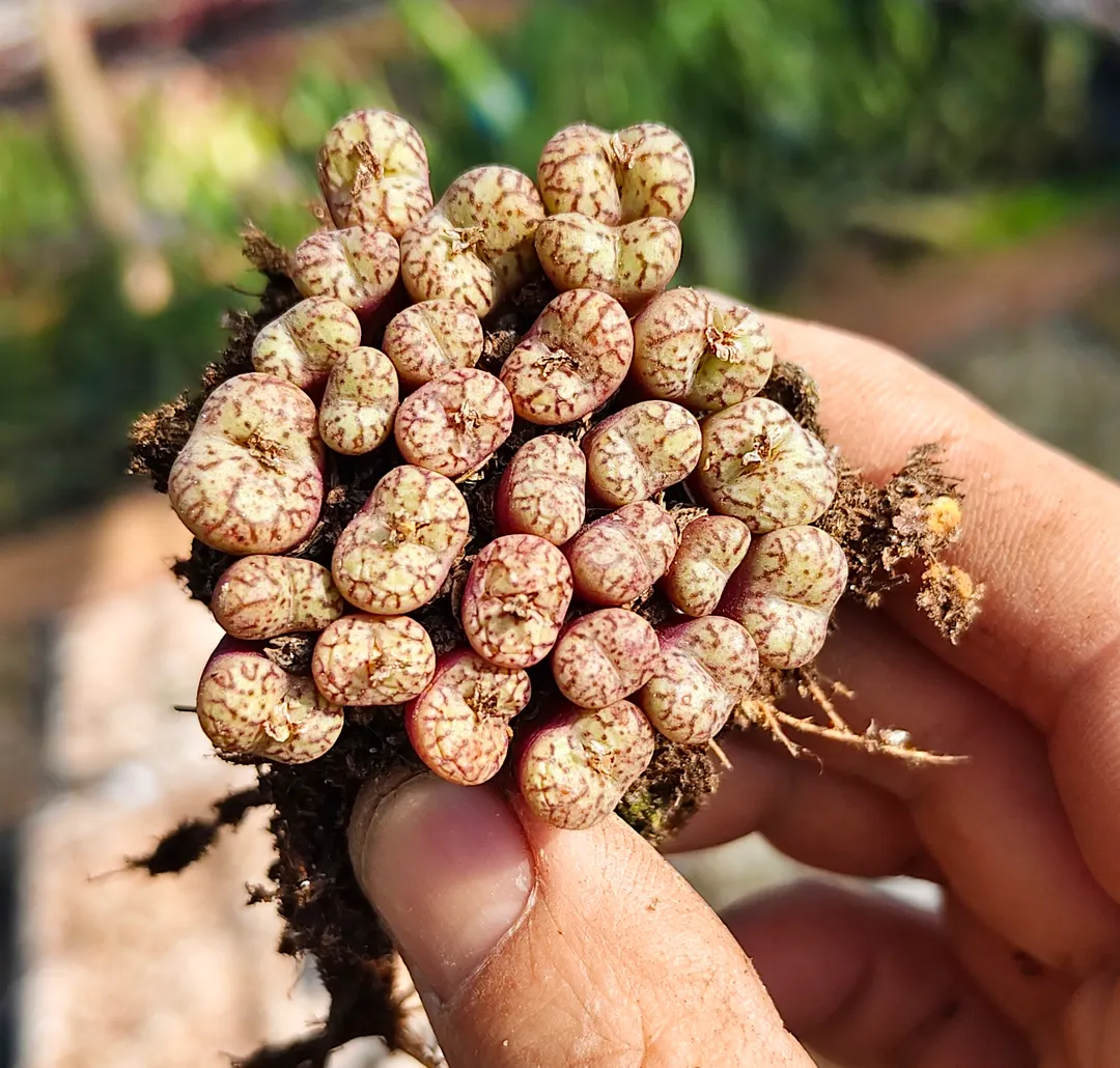 plant Aeonium Echeveria Haworthia  Caudex  Lithops Cactus  Agave 