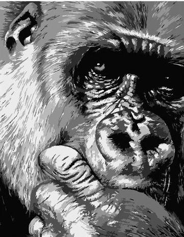 

Black And White Chimpanzee – Paint By Numbers - 40*50CM, 501 Original