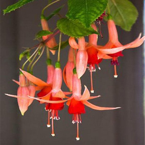 Hanging Bell Begonia Flower Seeds-Various colors available