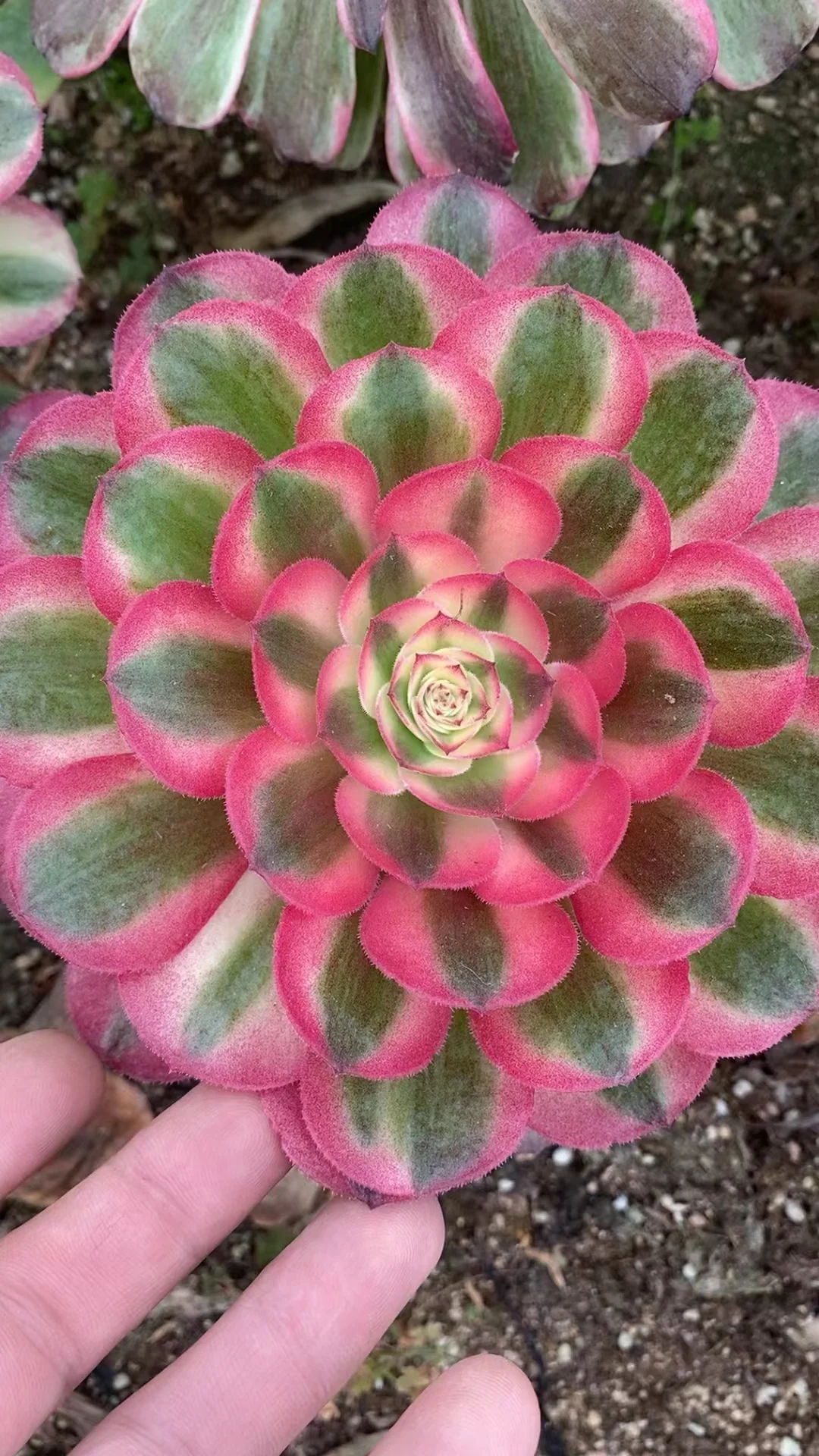 plant Aeonium Echeveria Haworthia  Caudex  Lithops Cactus  Agave 