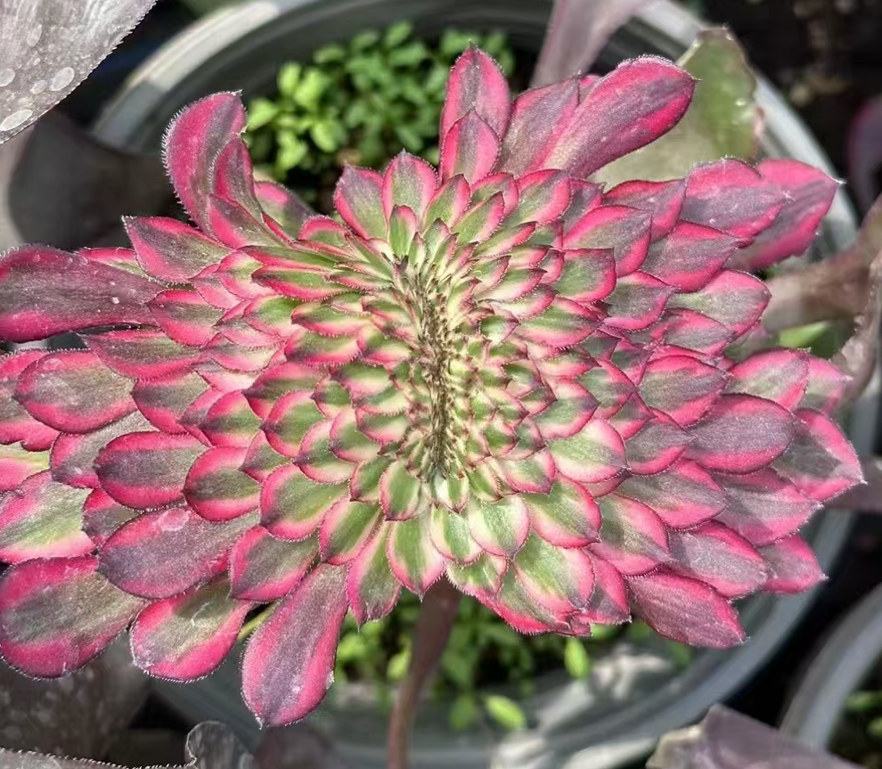 plant Aeonium Echeveria Haworthia  Caudex  Lithops Cactus  Agave 