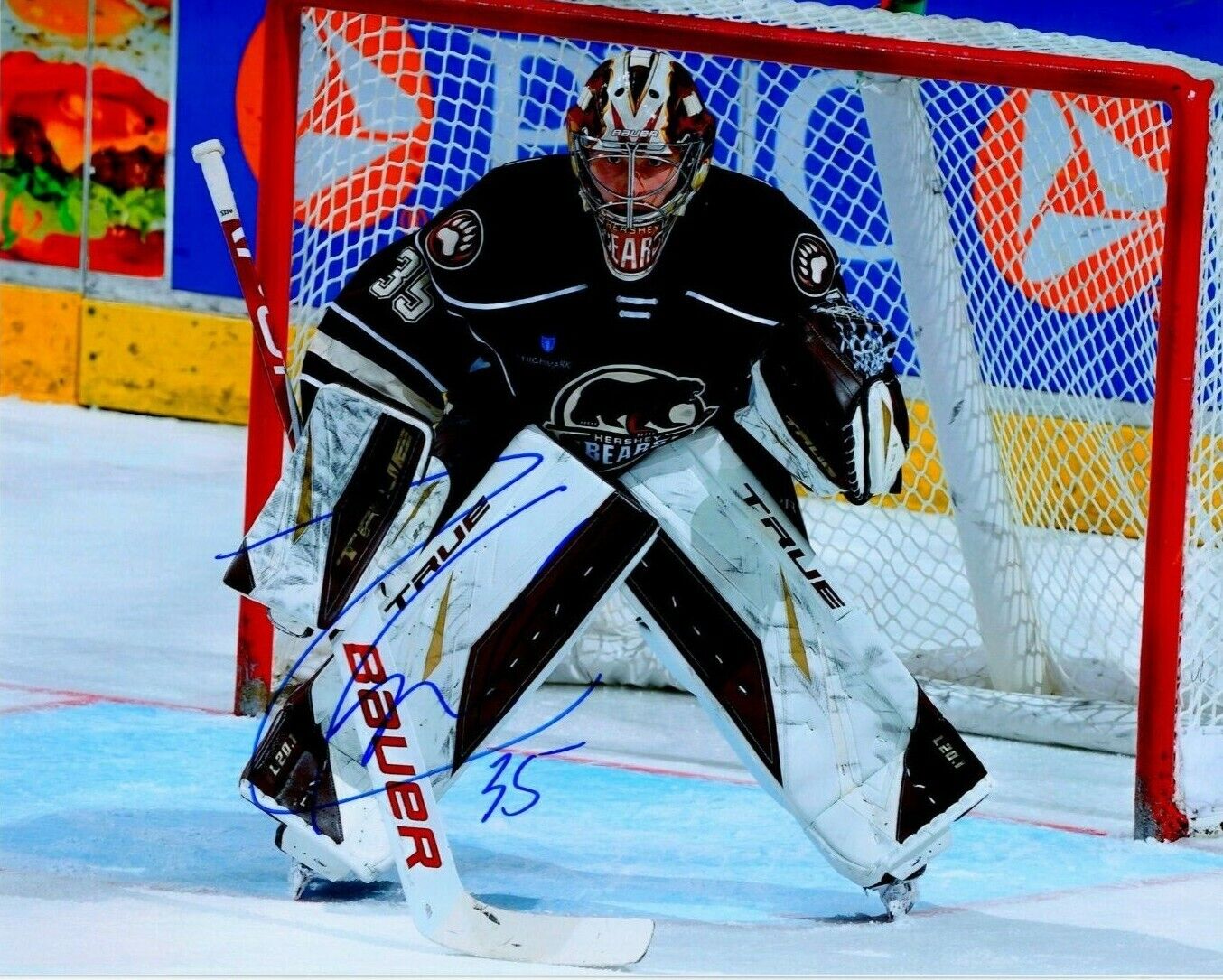 ZACH ZACHARY FUCALE autographed SIGNED HERSHEY BEARS 8X10 Photo Poster painting