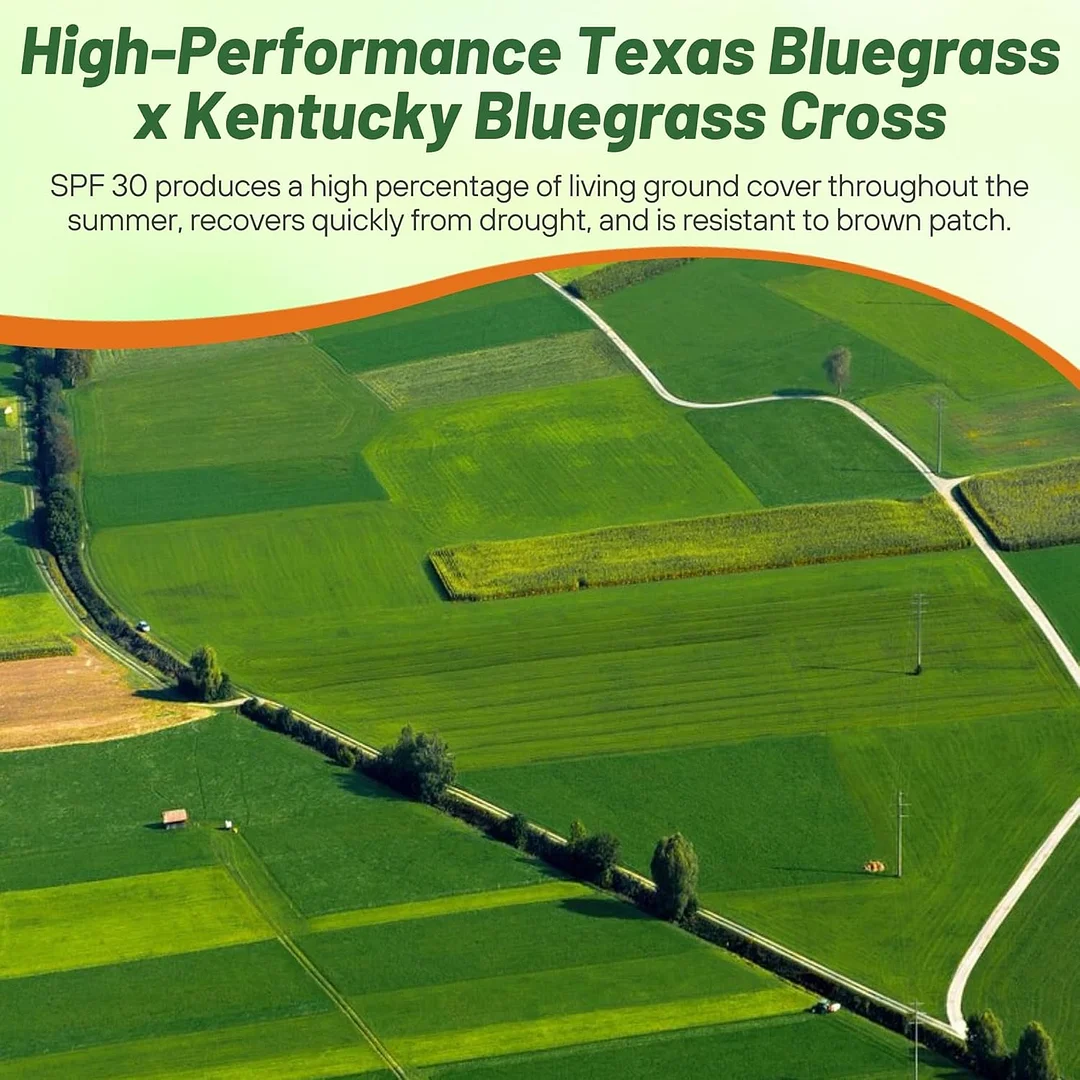 Kentucky Bluegrass - Hybrid SPF-30