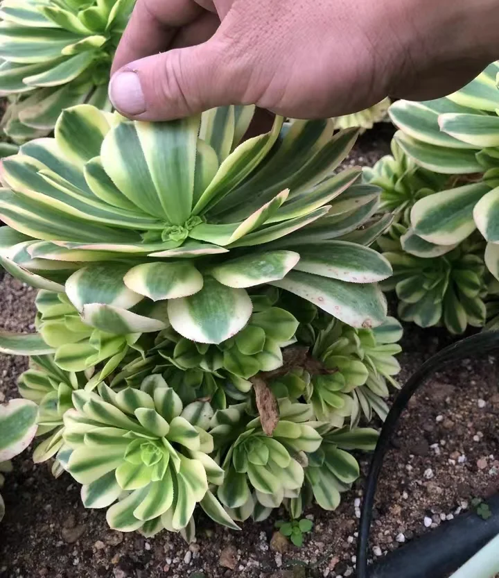 plant Aeonium Echeveria Haworthia  Caudex  Lithops Cactus  Agave 