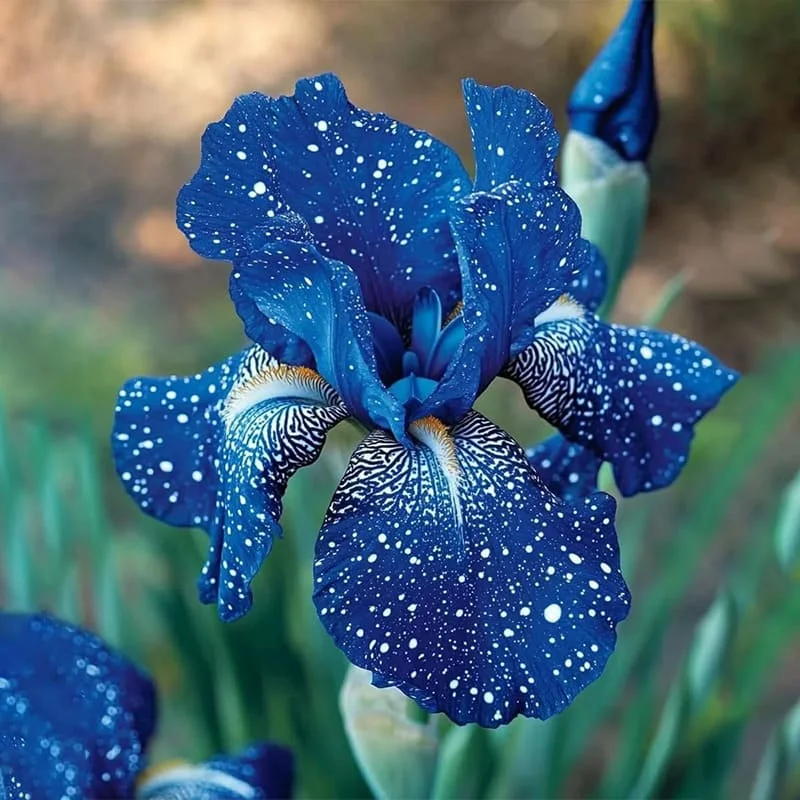 Silk-Rare Iris Bulbs⚜️