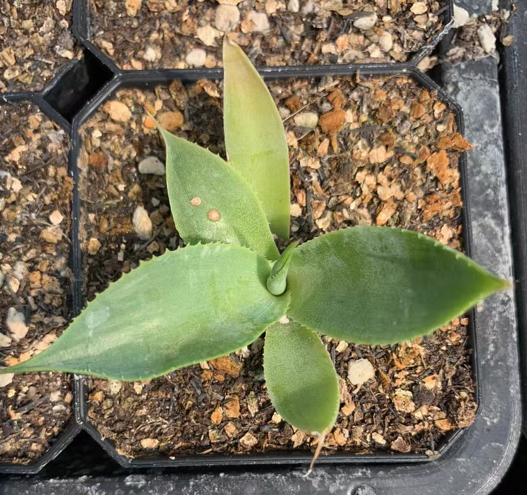 plant Aeonium Echeveria Haworthia  Caudex  Lithops Cactus  Agave 