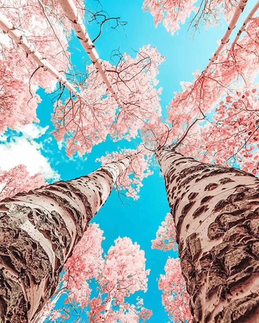 

Pink Cherry Blossom – Paint By Numbers - 40*50CM, 501 Original