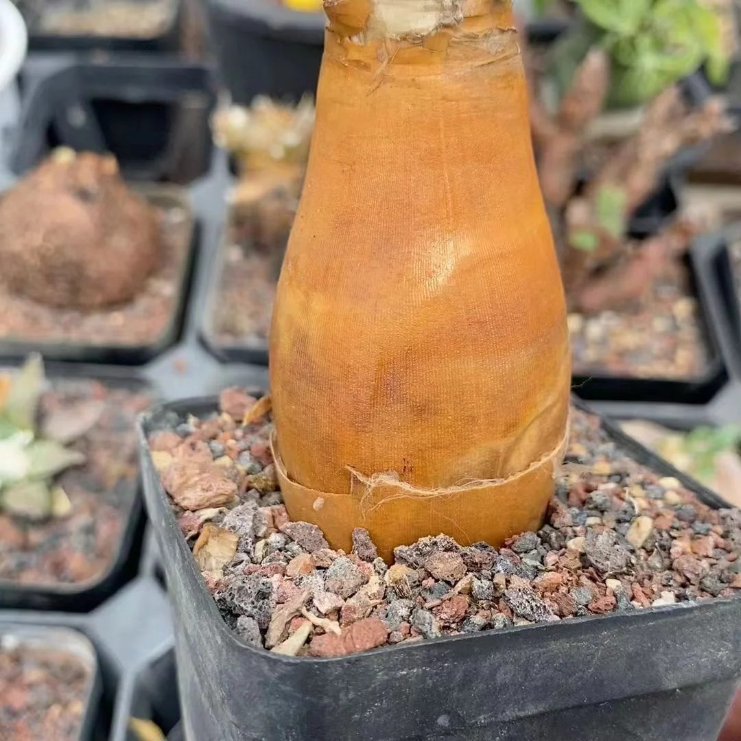 onestock 24616. Boophone haemanthoides 3.6cm / caudex plants / Succulent plants / Garden landscape / Carefully select healthy plants