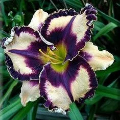 Daylily Hybrid Flowers Seed