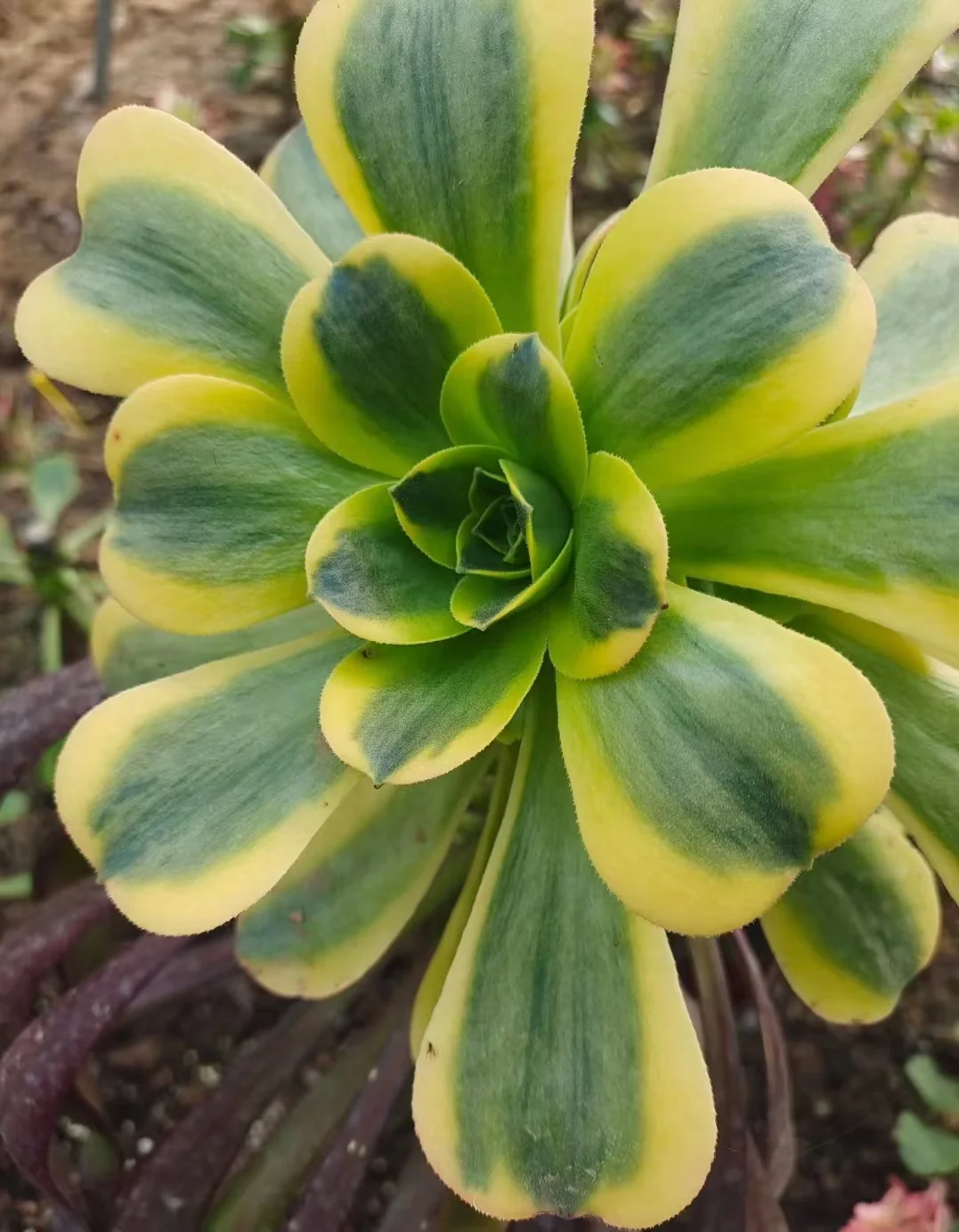 plant Aeonium Echeveria Haworthia  Caudex  Lithops Cactus  Agave 