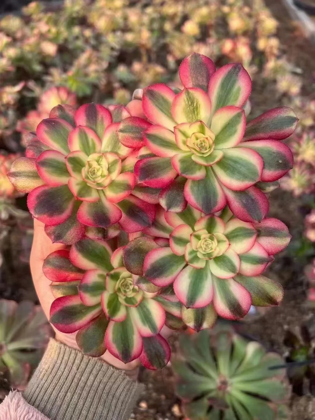 plant Aeonium Echeveria Haworthia  Caudex  Lithops Cactus  Agave 