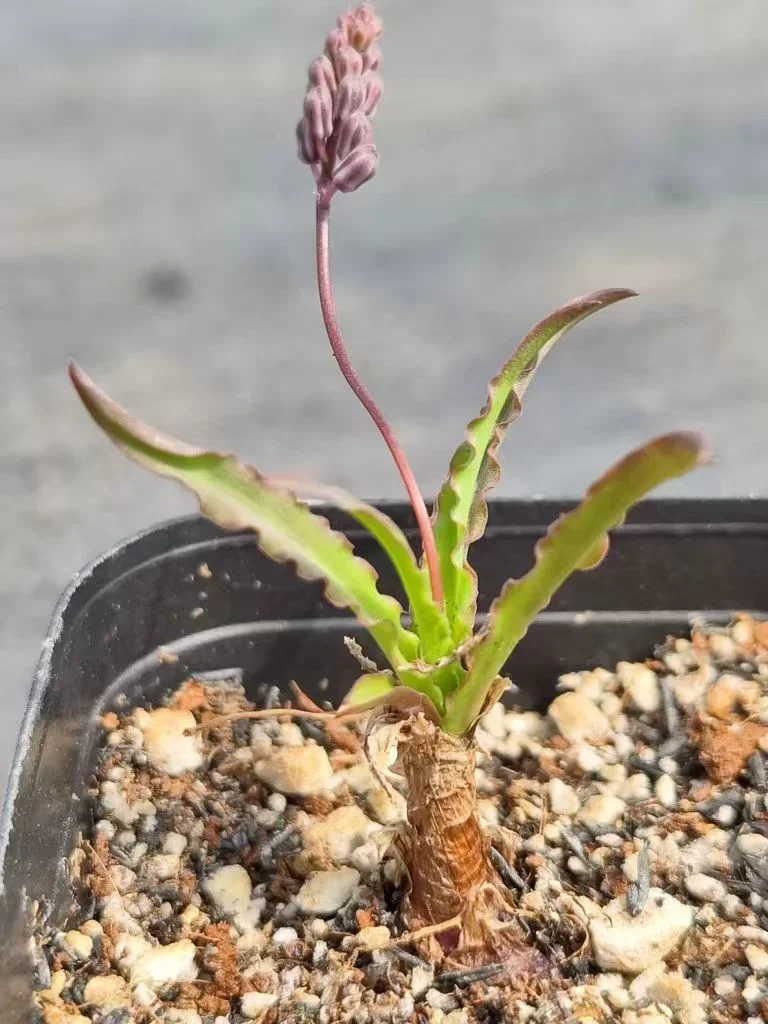 plant Aeonium Echeveria Haworthia  Caudex  Lithops Cactus  Agave 