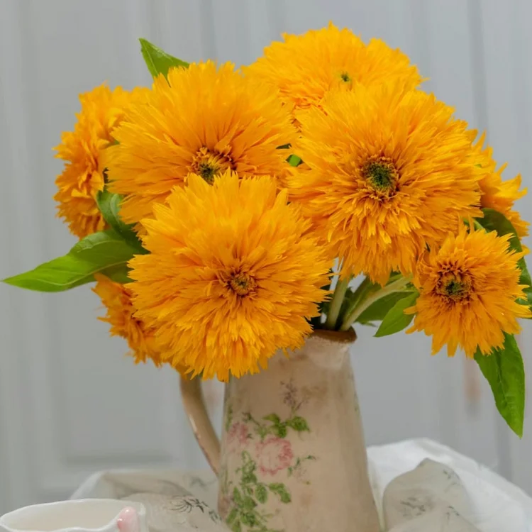  Teddy Bear Sunflower Seeds