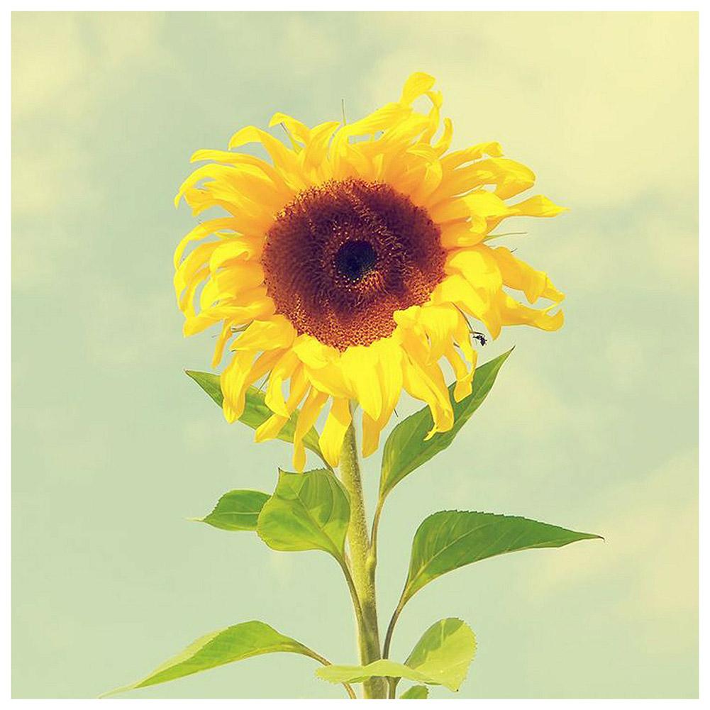 

30x30cm Round Drill Diamond Painting-Positive Sunflower, 501 Original