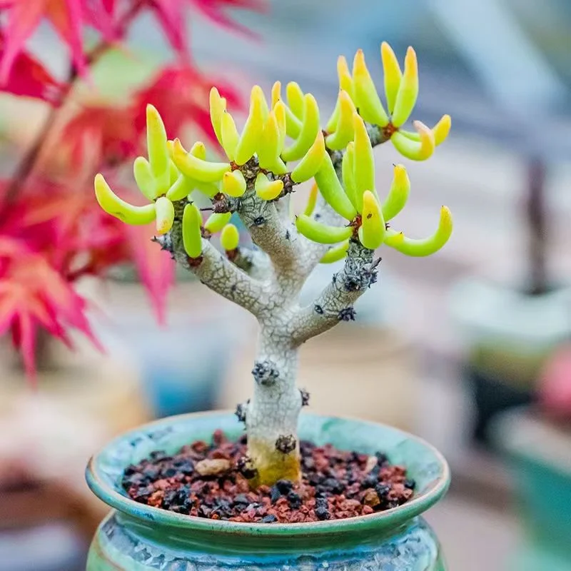 951. Tylecodon buchholzianus 5-7cm/Caudex/ Succulent plants / Garden landscape / Carefully select healthy plants