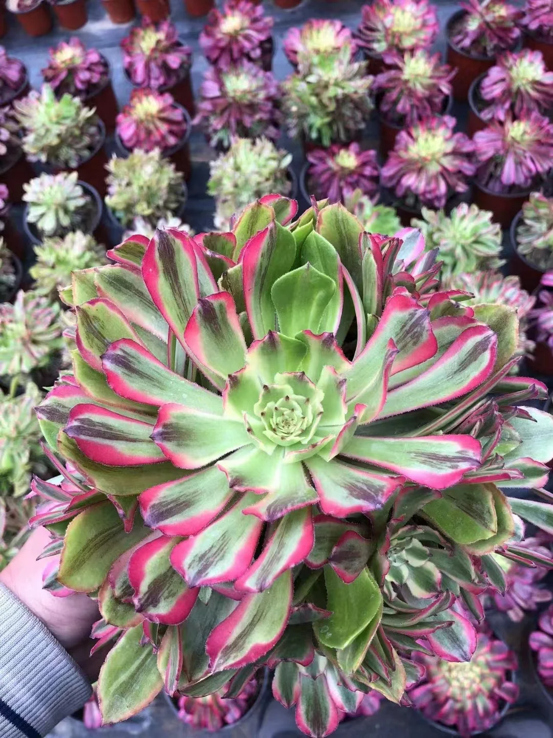128. Pink daisy and  firefly  . single head and cutting / Aeonium / Succulent plants / Garden landscape / Carefully select healthy plants