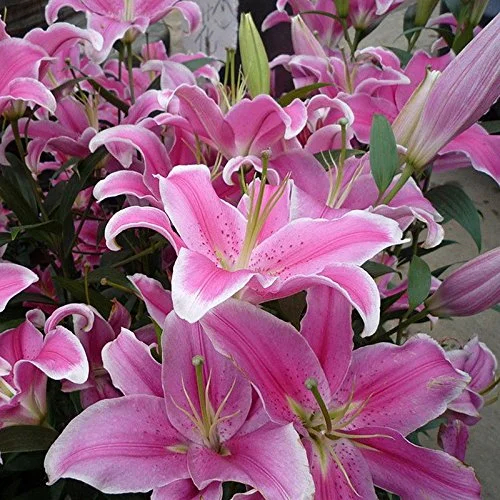 Perfume Liliy Seeds Flower Garden Plant