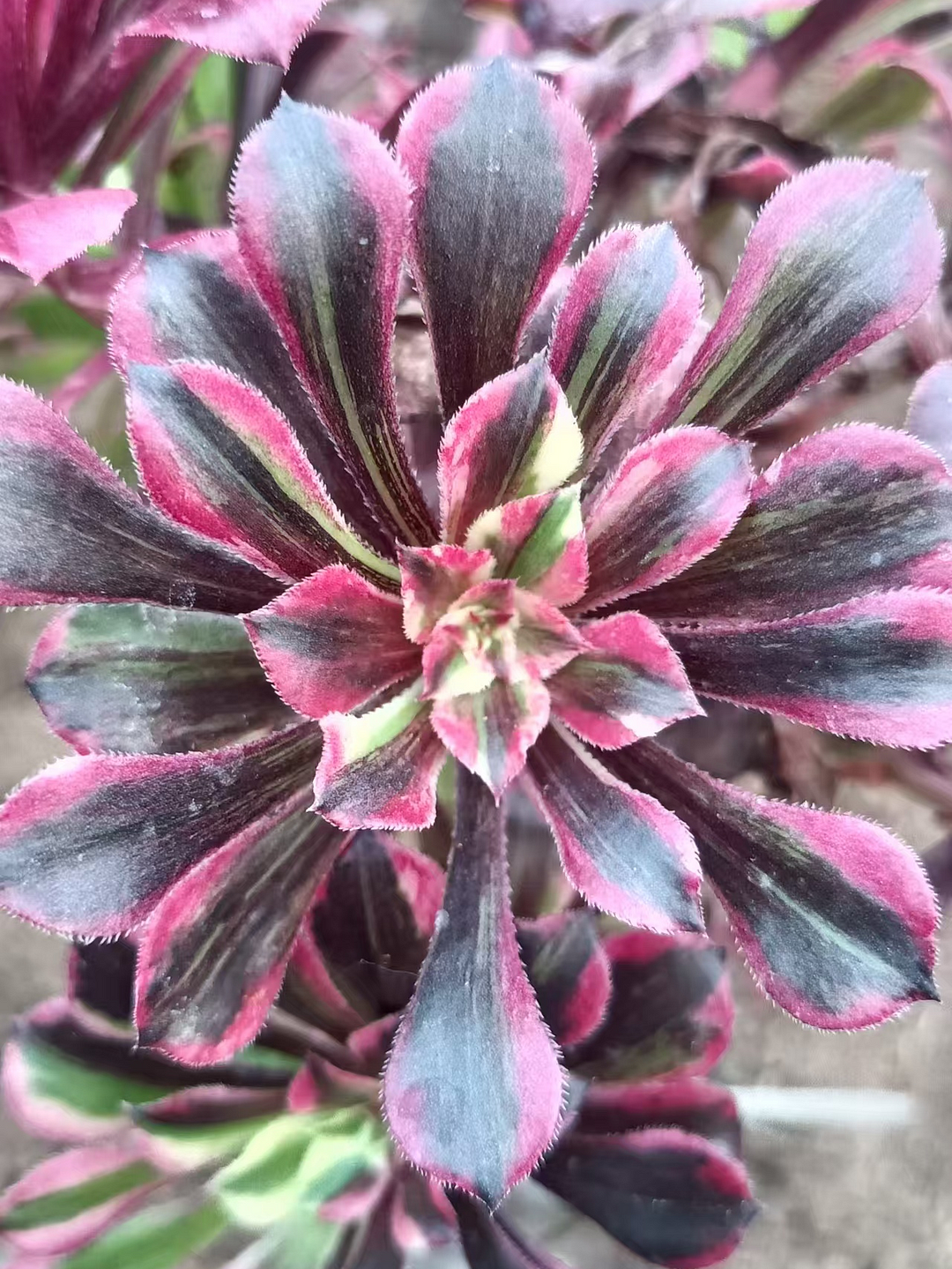 1090.Garnet white brocade var. straight flush cutting  /Aeonium cutting/Aeonium plants / Succulent plants / Garden landscape / Carefully select healthy plants