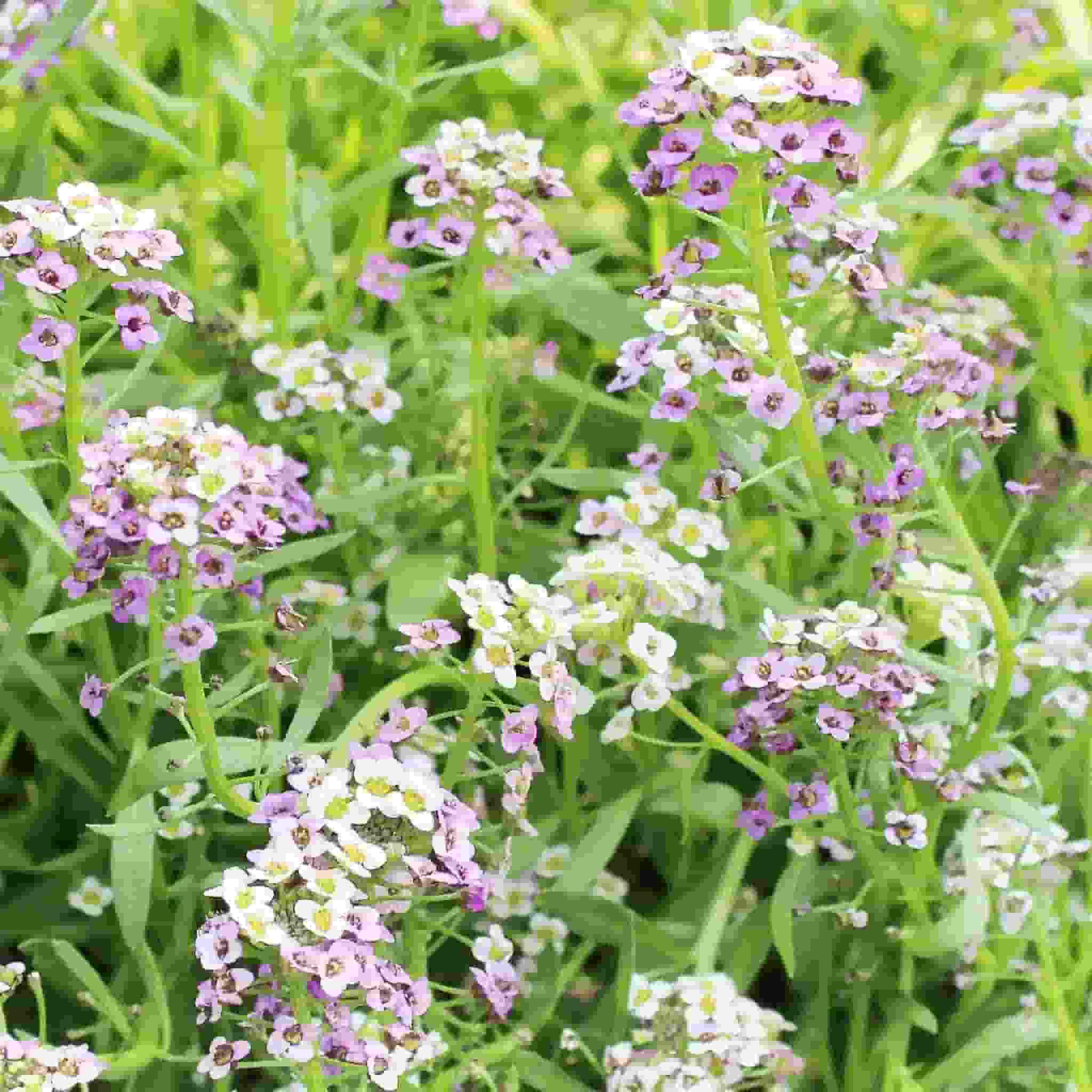 50Pcs Alyssum Seeds, Pastel Carpet Jonyparkseed®
