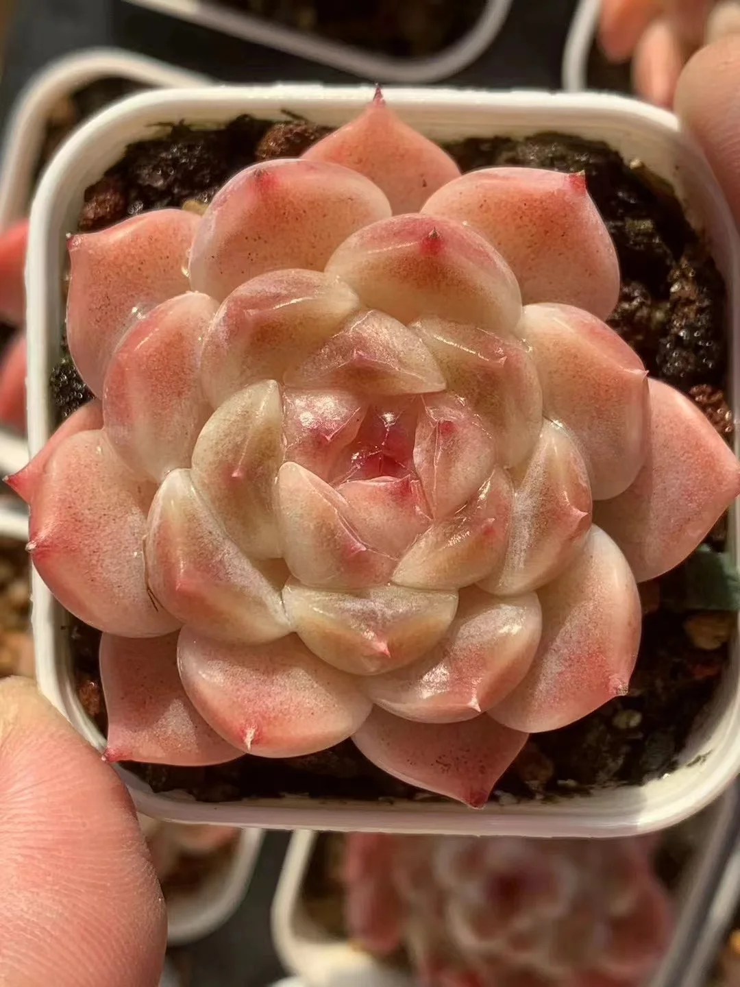 plant Aeonium Echeveria Haworthia  Caudex  Lithops Cactus  Agave 