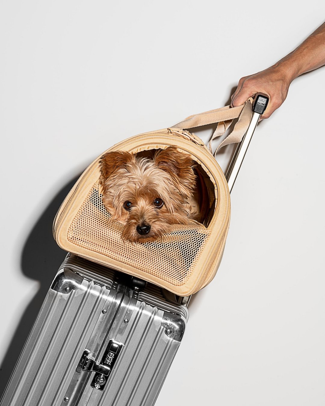 Pet Carrier Airline Approved, Carriers for Medium Cats and Small Dogs