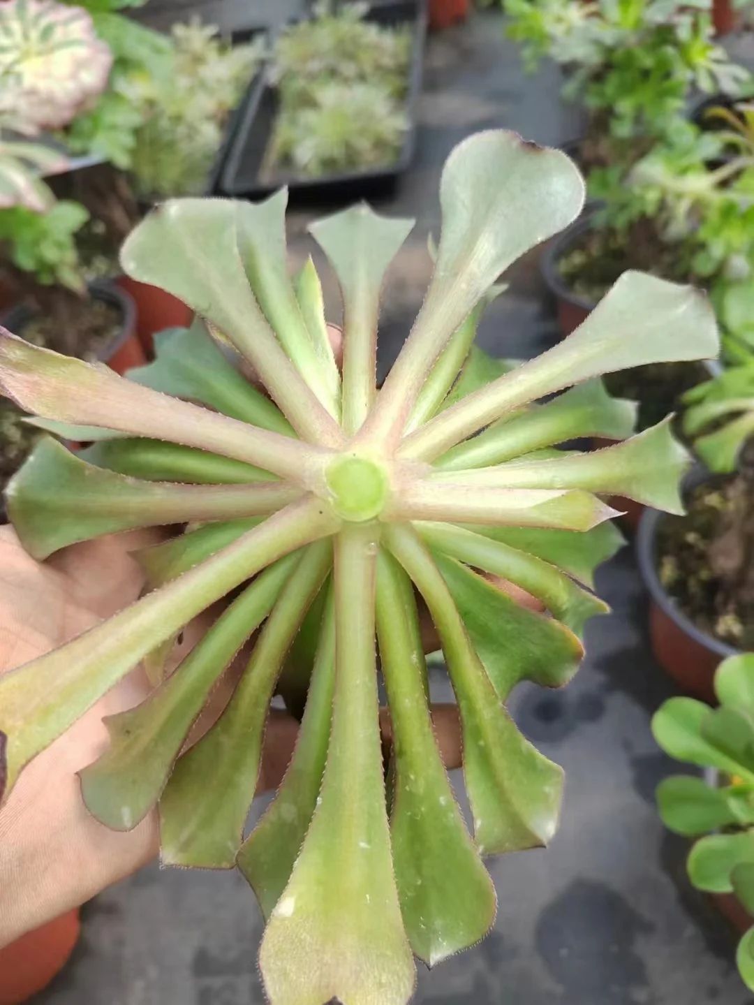 plant Aeonium Echeveria Haworthia  Caudex  Lithops Cactus  Agave 