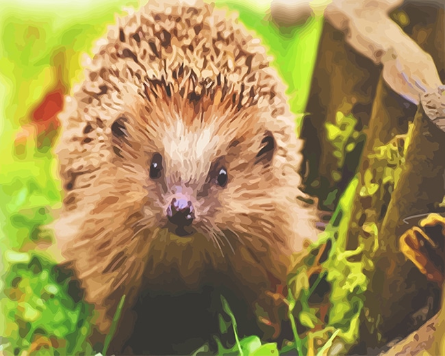 

Cute Hedgehog – Paint By Numbers - 40*50CM, 501 Original