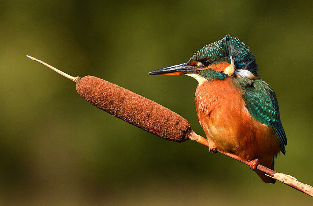 Kingfisher wildlife 12x8 inch print picture