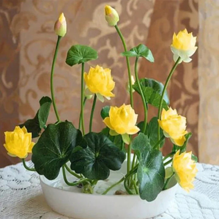 🔥【7 days germination】💐The Sacred Bonsai Bowl Lotus Flower