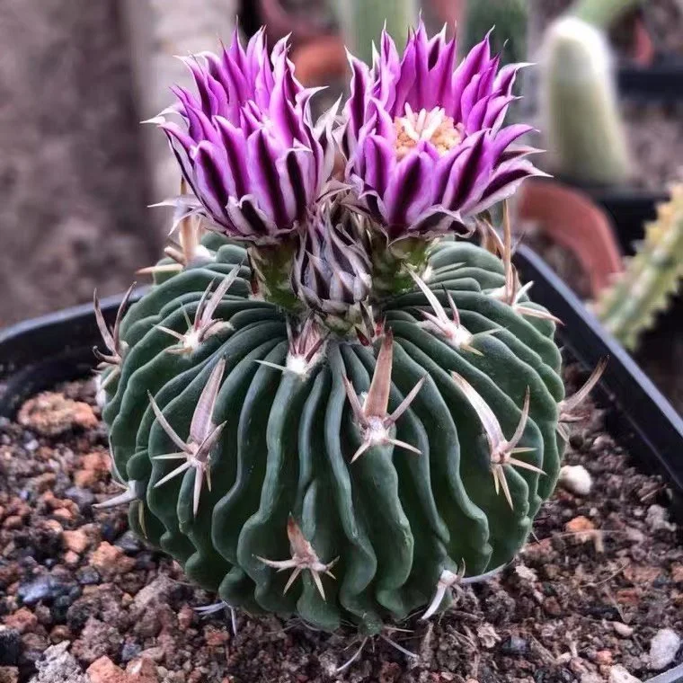 plant Aeonium Echeveria Haworthia  Caudex  Lithops Cactus  Agave 