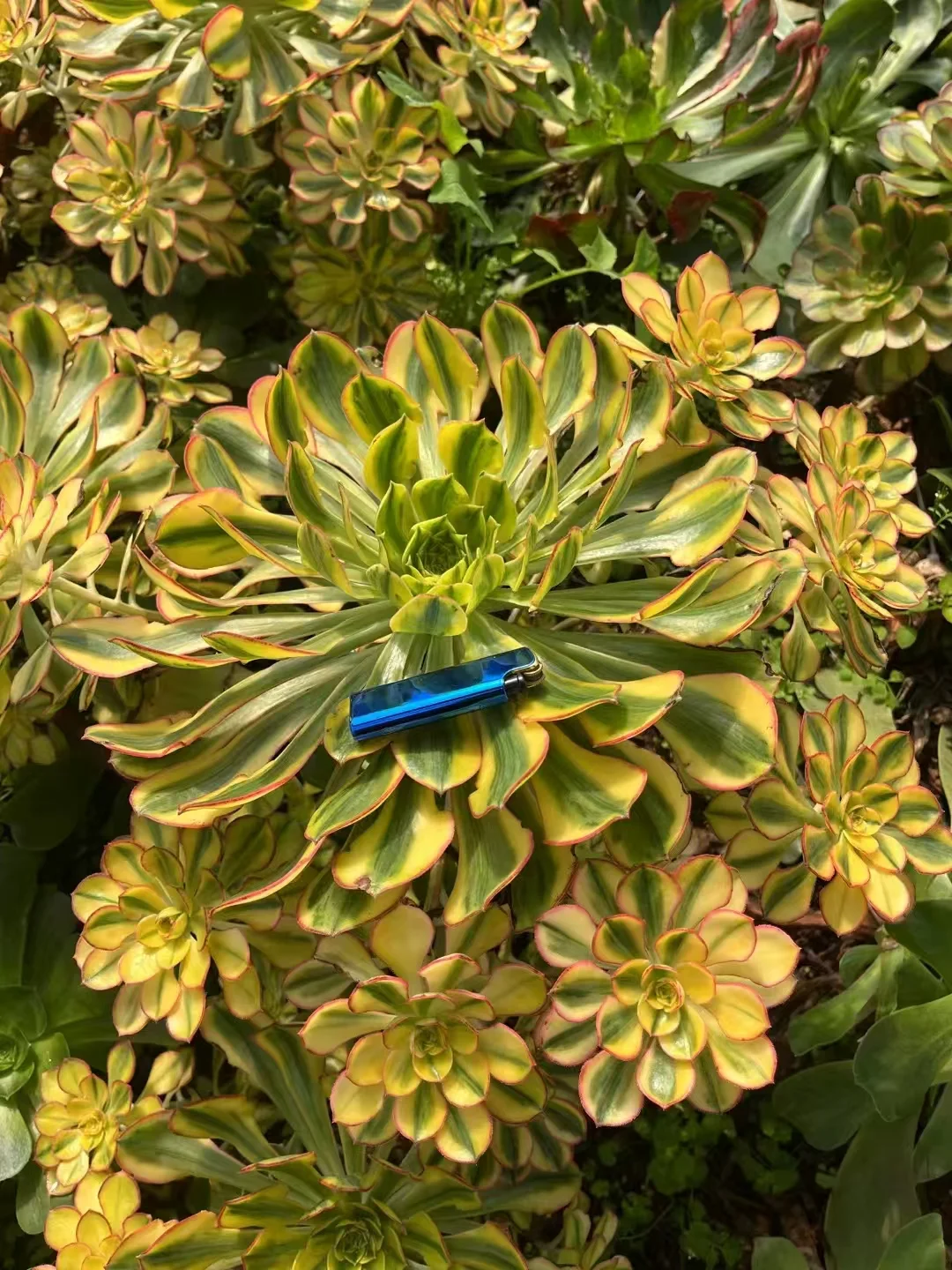 plant Aeonium Echeveria Haworthia  Caudex  Lithops Cactus  Agave 