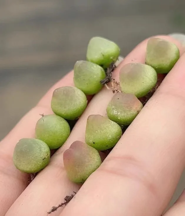 plant Aeonium Echeveria Haworthia  Caudex  Lithops Cactus  Agave 