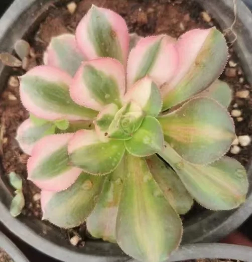 plant Aeonium Echeveria Haworthia  Caudex  Lithops Cactus  Agave 