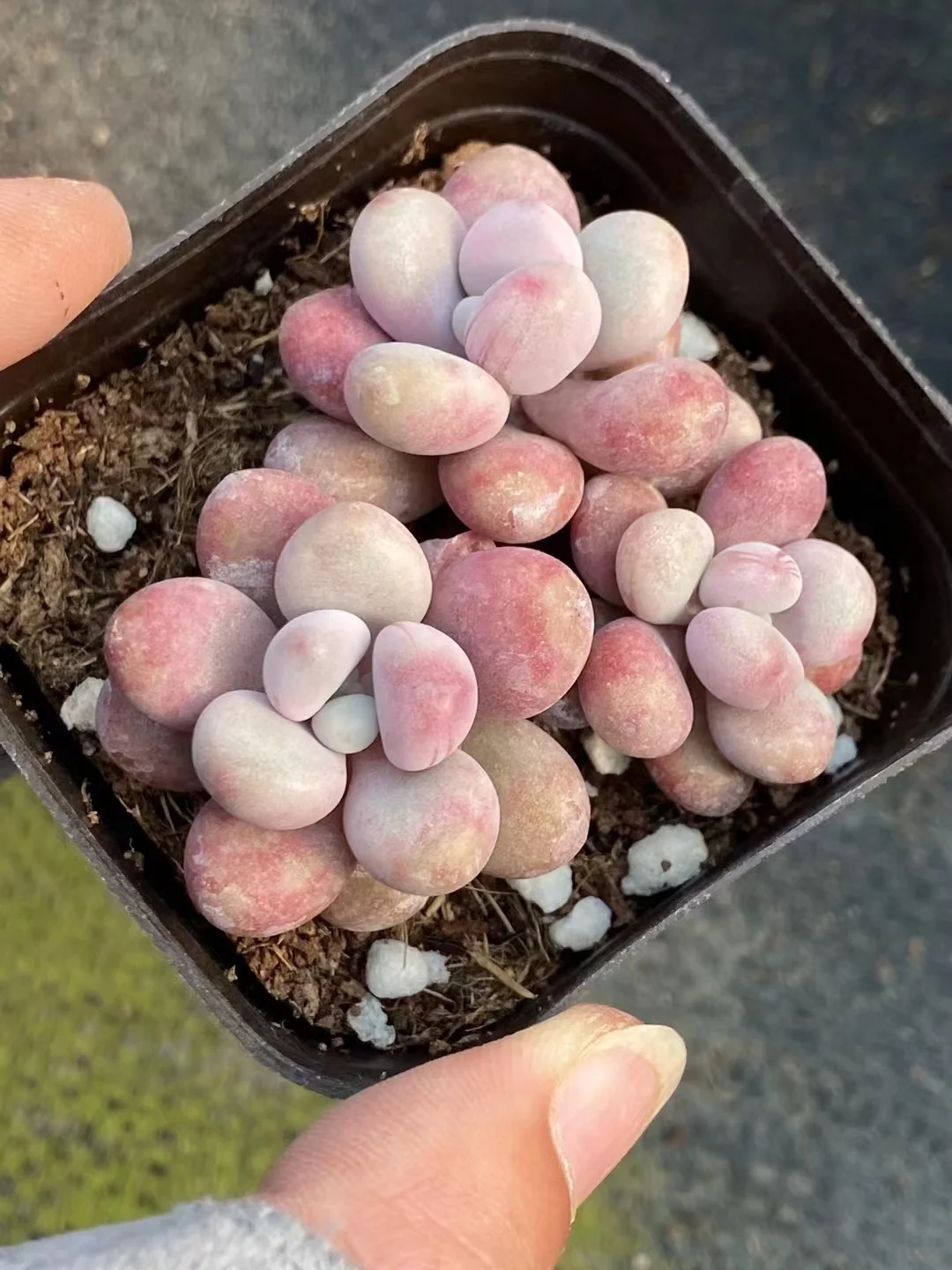 plant Aeonium Echeveria Haworthia  Caudex  Lithops Cactus  Agave 