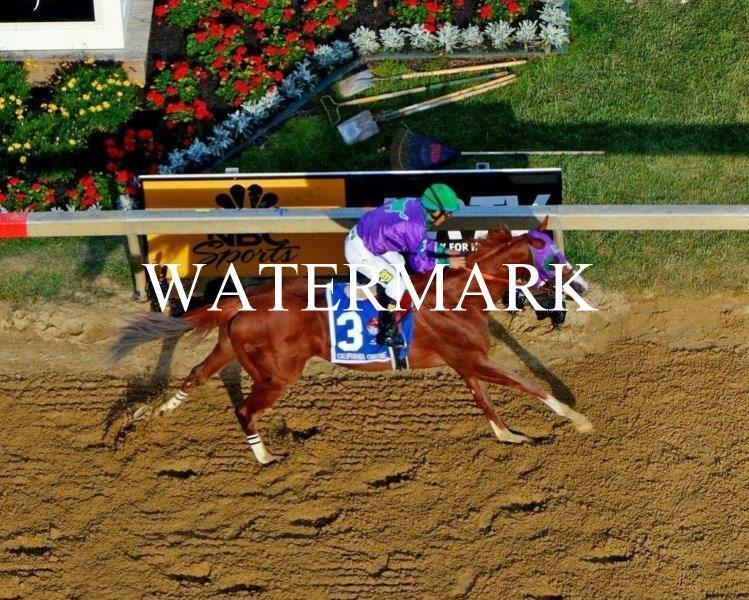 CALIFORNIA CHROME 2014 Preakness Horse Racing 8 x 10 Photo Poster painting Race