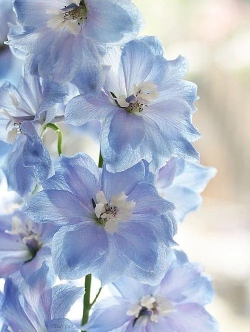 40 Seeds Baby Blue Larkspur Seeds