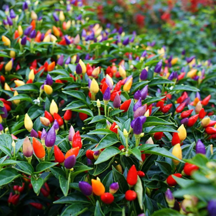 Chinese Five-Color Pepper Ornamental Pepper