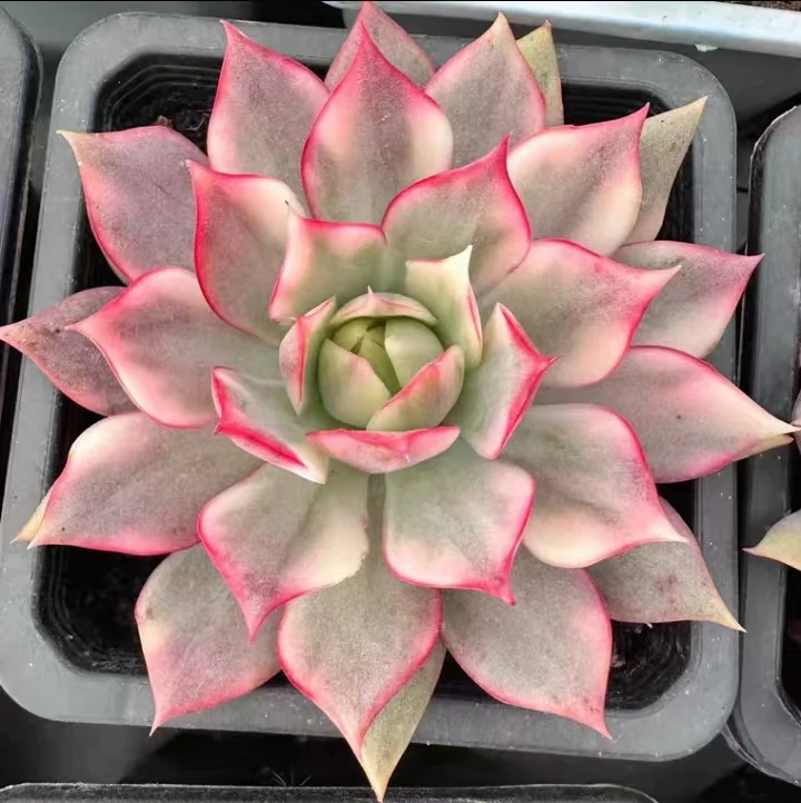 plant Aeonium Echeveria Haworthia  Caudex  Lithops Cactus  Agave 