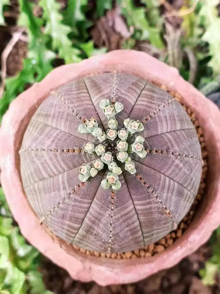 584.  Euphorbia obesa single head 3-4cm /Cactus plants / Succulent plants / Garden landscape / Carefully select healthy plants