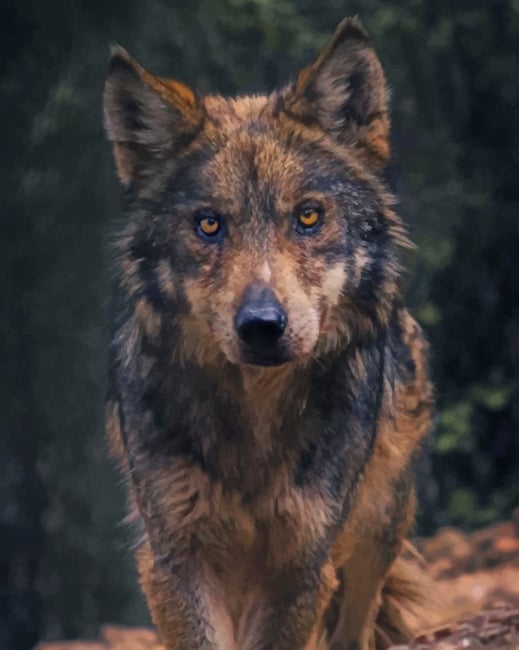 

Black And Brown Wolf – Paint By Numbers - 40*50CM, 501 Original