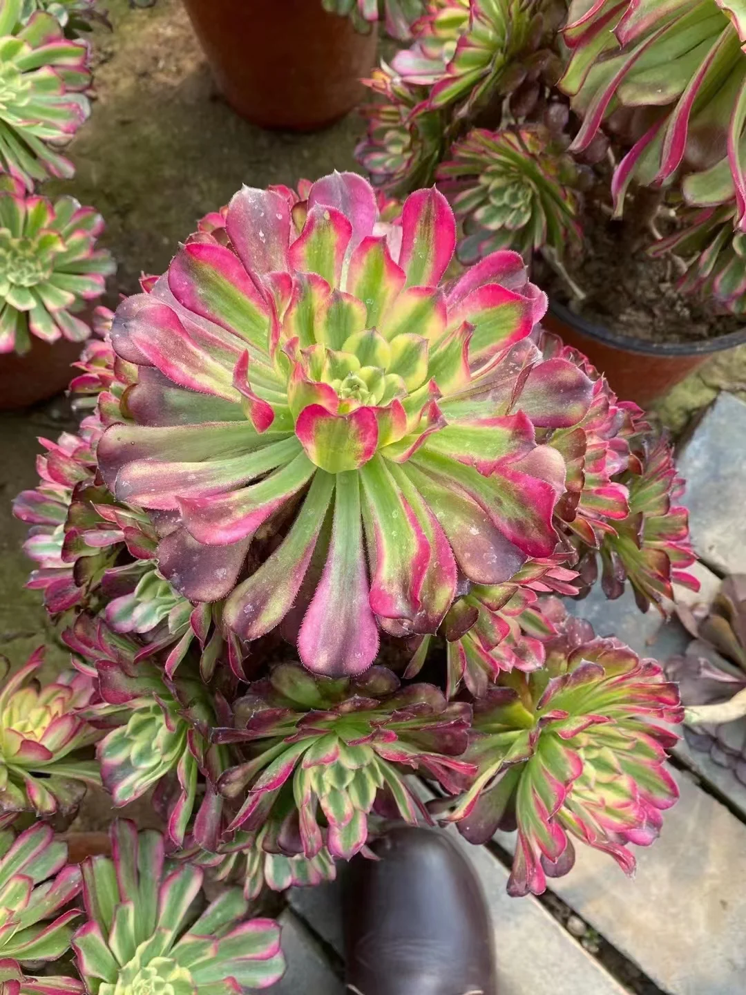 plant Aeonium Echeveria Haworthia  Caudex  Lithops Cactus  Agave 