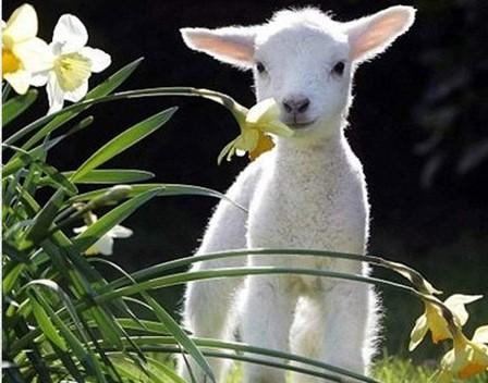 

Baby Lamb – Paint By Numbers - 40*50CM, 501 Original
