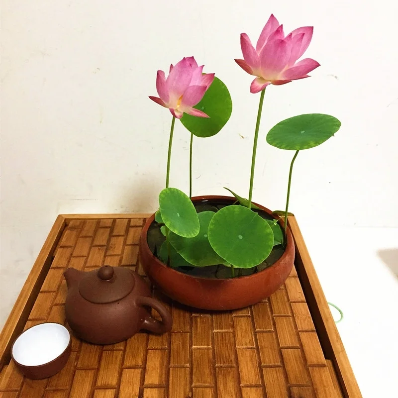 🔥【7 days germination】💐The Sacred Bonsai Bowl Lotus Flower
