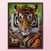 (Big Size)Tiger - 11CT Stamped Cross Stitch - 45*60cm - Animal