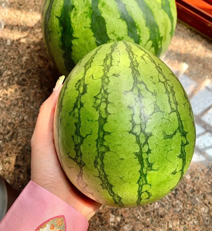 🍉Home Potted Ruby Watermelon Seeds