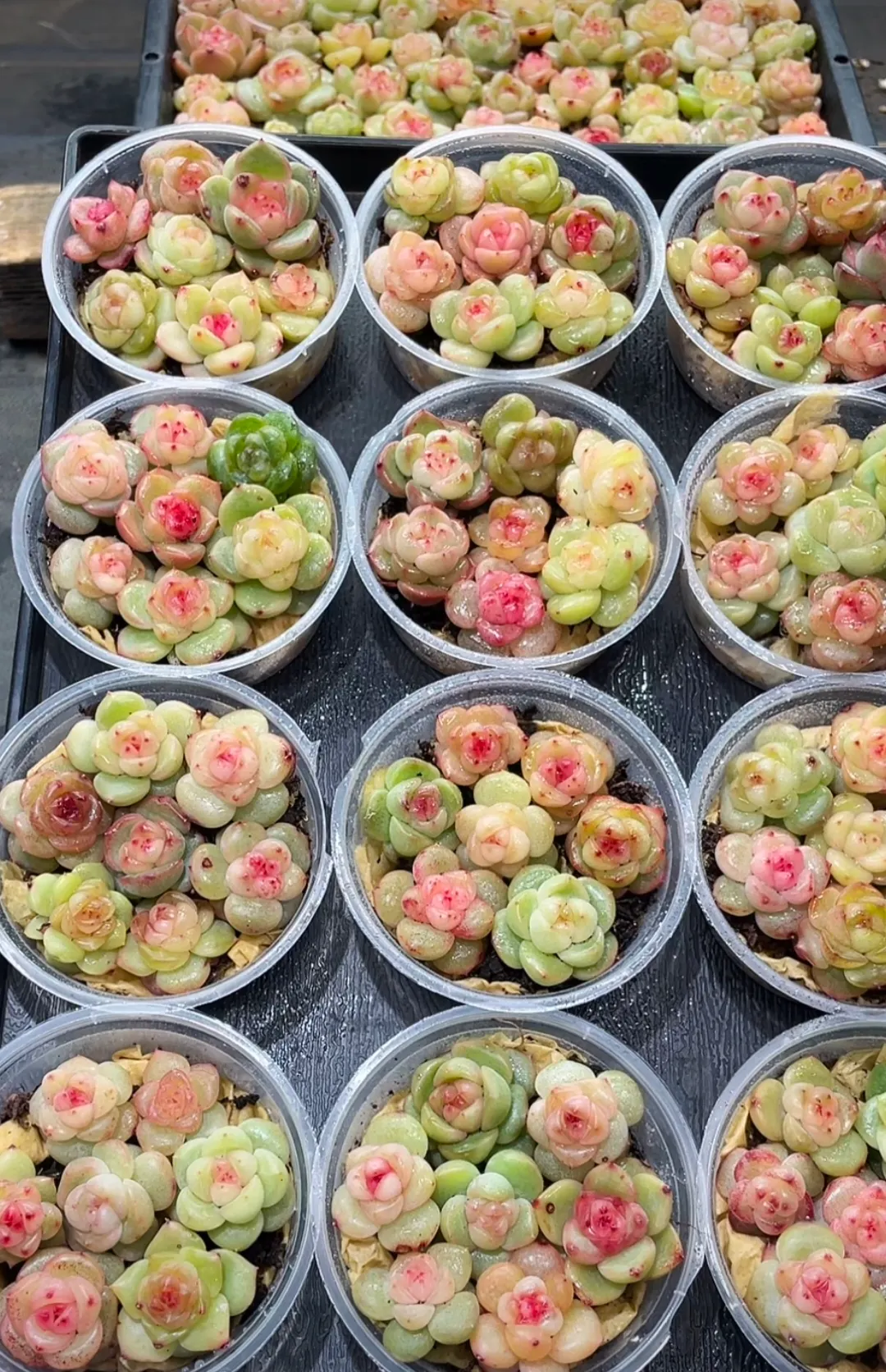 plant Aeonium Echeveria Haworthia  Caudex  Lithops Cactus  Agave 